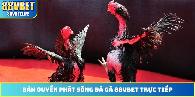 Bản quyền phát sóng đá gà 88VBET trực tiếp